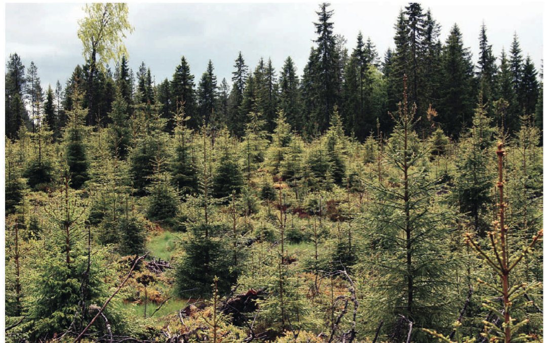 plantetilskudd: De to artikkelforfatterne ved NMBU tviler på om tilskudd til tettere planting er optimal bruk av skattepenger.