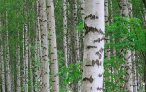 LITEN RESPONS: Ikke mye kvalitetsbjørk kom ut av skogen selv om AT Skog kunne tilby skogeierne i Agder god pris. Foto: Line Venn.