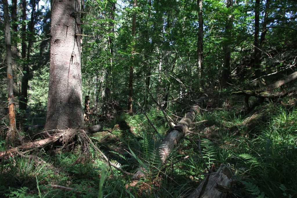 Naturskog og gammelskog – hva er hva, og hva er ståa?