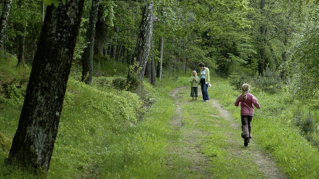 EUs grønne giv og skogen