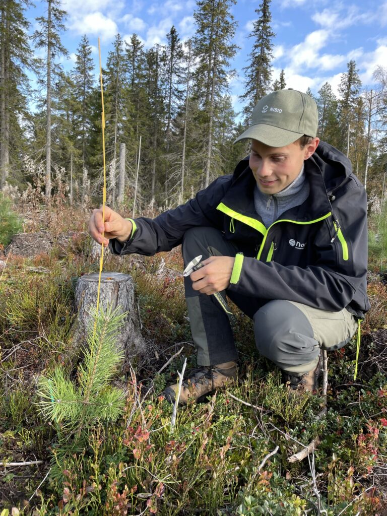 Er det verdt å gjødsle ved planting av gran og furu?